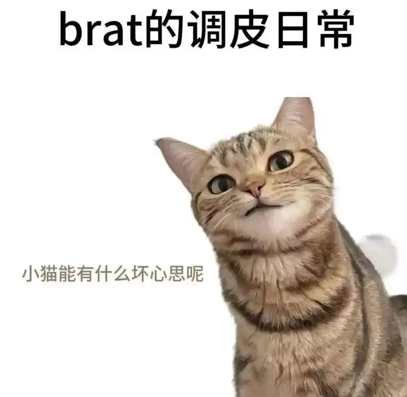 西檬之家- k8猫系亚文化入门指南