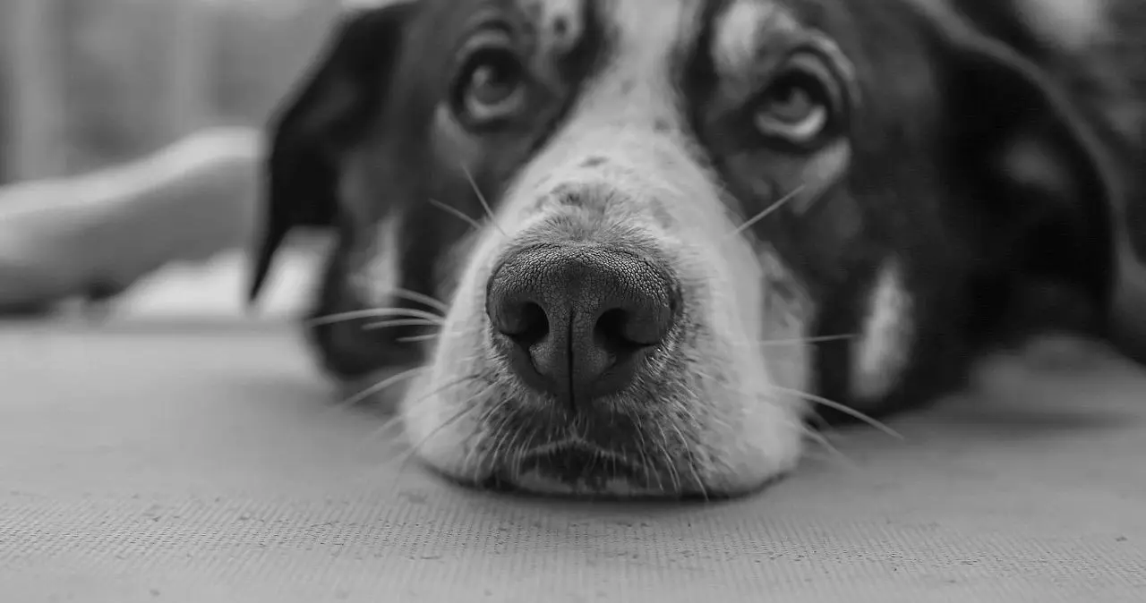 k9犬系 - 微信图片_20251203212921_112_19